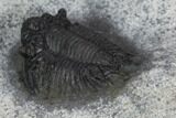 Lichid (Acanthopyge) Trilobite - Issoumour, Morocco #128945-4